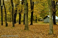 Woods and Tent